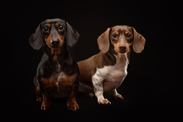 Portrait of two Dachshunds on black background