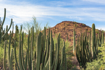 Saguaro cactus in a field in the Sonoran Desert in Phoenix Arizona Botanical Garden