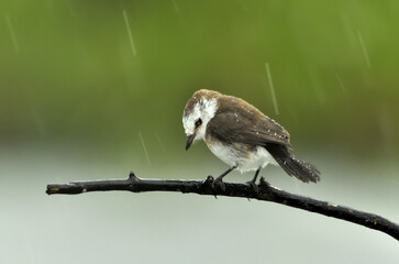 Bird in the rain