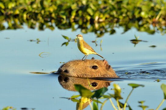 capybara with a bird 2