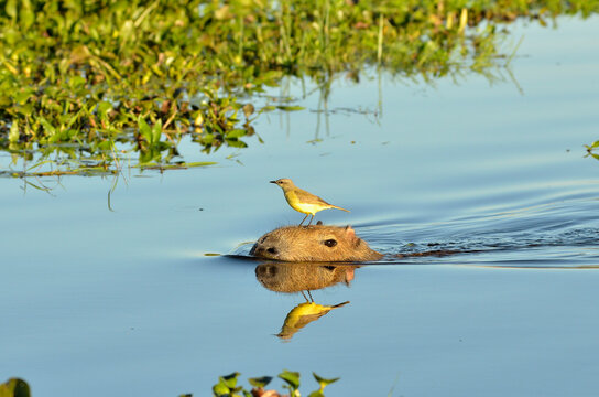 capybara with a bird 1