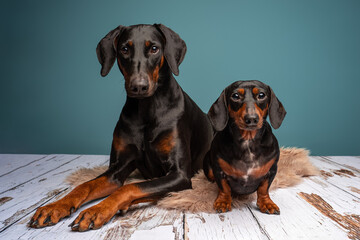 Portrait of a Dachshunds and a Doberman