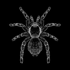 Red Knee Tarantula hand drawing vector illustration isolated on black background