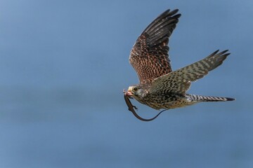 Fototapeta premium 青空映す水面をバックに獲物を咥えて巣に戻る子育て中のチョウゲンボウ メス
