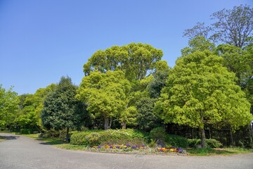 新緑の若葉に包まれた公園の情景＠大阪