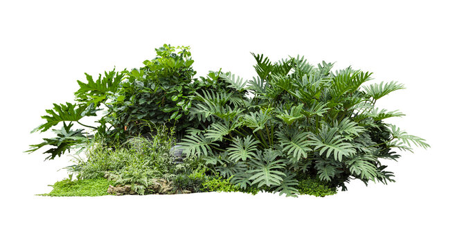 Fototapeta Flower bush shrub tree plant isolated tropical jungle plant with clipping path.