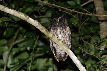 Owl on a branch 1
