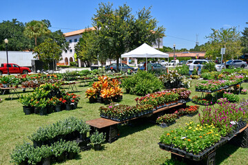 Plants for sale at the Winter Park farmers market located north of Orlando in Orange County,...