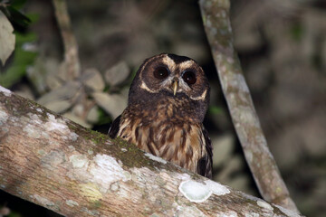 Mottled Owl