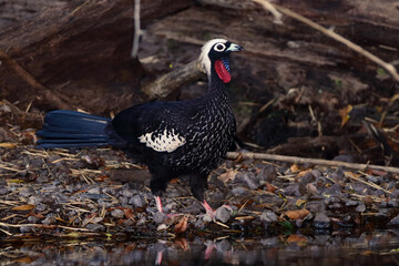 Wild Turkey 