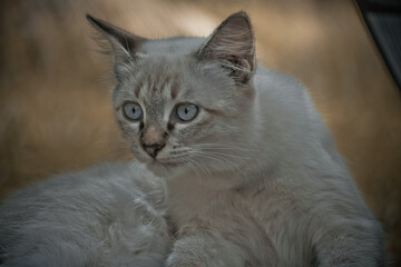 Fototapeta premium shorthair cat
