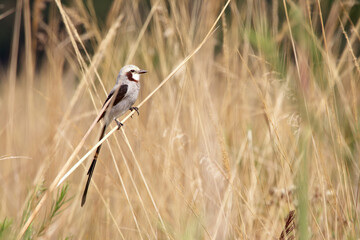 Bird with long tail