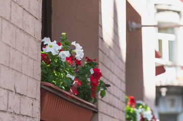 Fototapeta na wymiar Flowers in a flowerpot on the facade of the house.