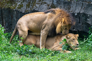 Fototapeta na wymiar lion and lioness mating