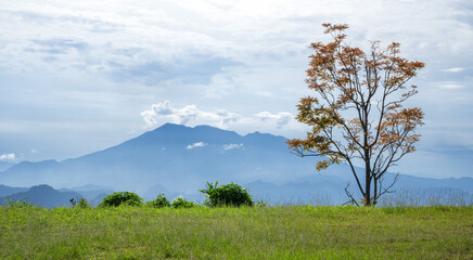 tree in the field with mount background