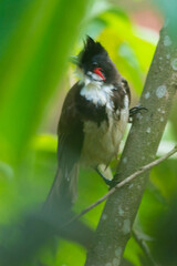 Red-whiskered Bulbul