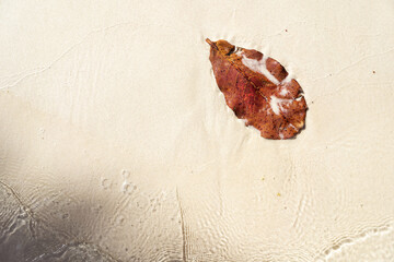 Orange or red autumn tree leaf on the beach sand with copy space. Beauty in nature.