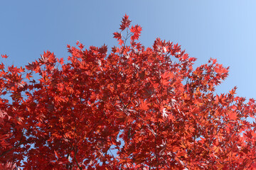 高野山金剛峯寺　境内の紅葉　和歌山県高野町