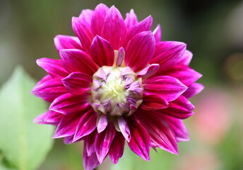 Beautiful dahlia in the garden