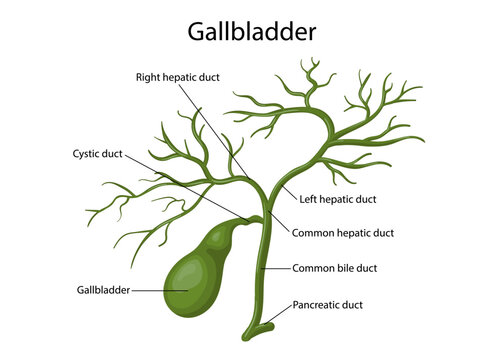 Bile Duct Diagram Biology Diagrams