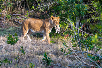 Obraz premium lioness carrying cub in mouth. Kenya