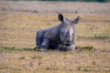 baby white rhino laying in the grass © Robert McCullough 