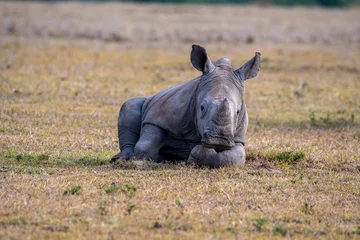 Foto op Canvas baby white rhino laying in the grass © Robert McCullough 