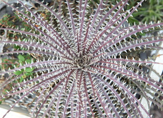 Red Agave top view