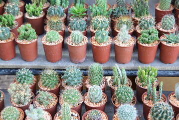 Small decorative cactus in pot