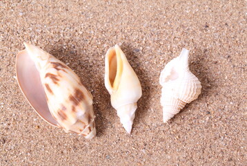Fototapeta na wymiar Set of seashells on sand background
