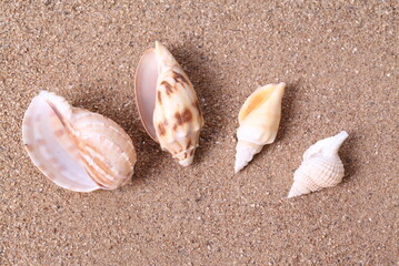 Set of seashells on sand background