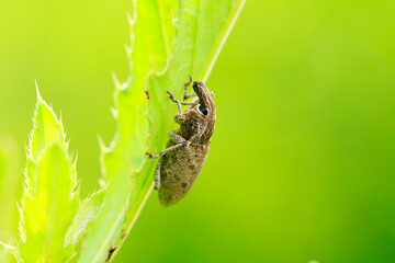 Lepyrus japonicus Roelofs on a leaf, weevil on plant in the wild