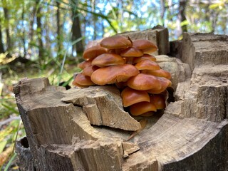 mushrooms on a tree