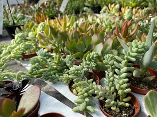 cactus in a greenhouse