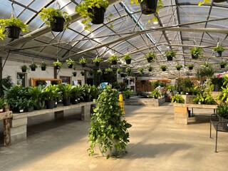 greenhouse with plants