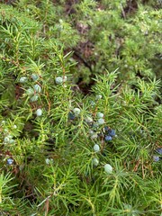 pine tree in the forest