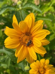 bee on yellow flower