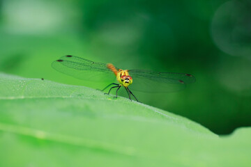 Dragonflies perching on leaves.