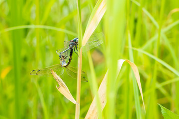 Dragonflies perching on leaves.