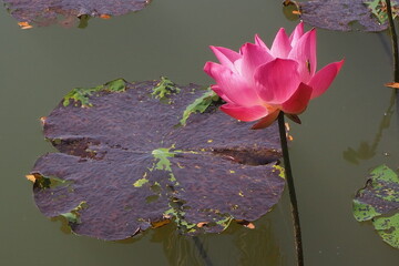 Lotus Flowes