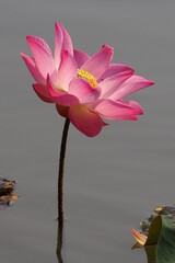 Lotus Flower