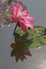Lotus Flower