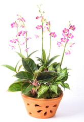 Naklejka na ściany i meble Pink orchids in pot plant on white background