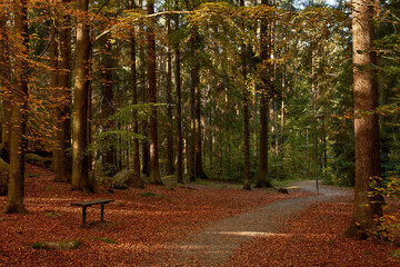 A walking path passing a bench in a forest in autumn colors with orange leafs on the ground