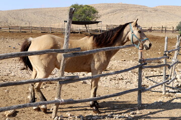 Domestic horses at a stable in Israel.