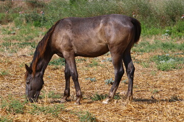Obraz na płótnie Canvas Domestic horses at a stable in Israel.