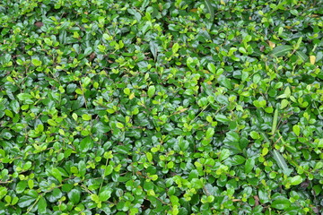 green leaves background