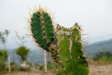 Naklejka premium prickly cactus plant in the wild 