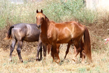 Naklejka na ściany i meble Domestic horses at a stable in Israel.