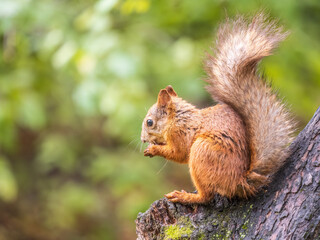The squirrel with nut sits on tree in the autumn. Eurasian red squirrel, Sciurus vulgaris.